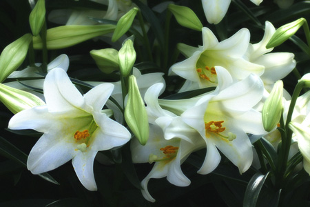 Easter-Lily-4