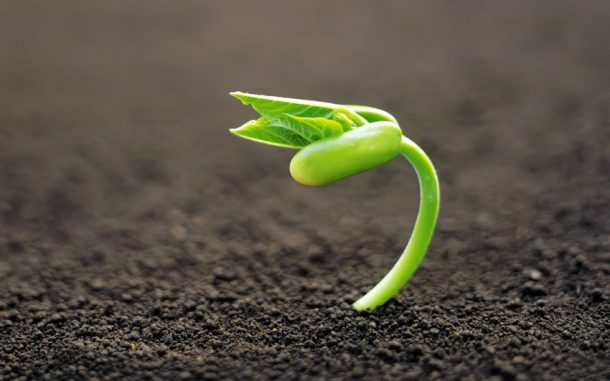Growing-Seeds-1